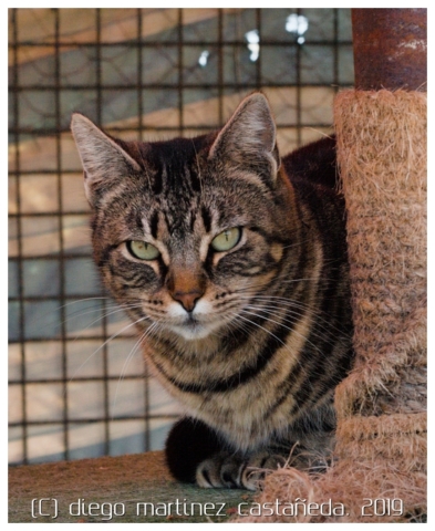 20191124-refugio-gatos-01