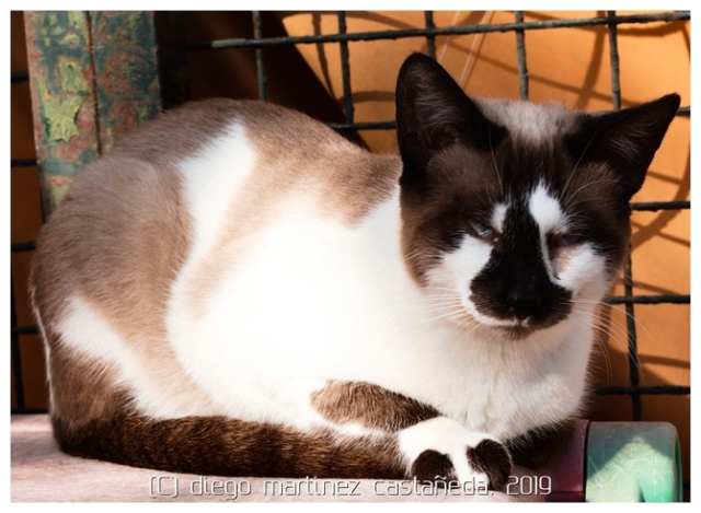 20191124-refugio-gatos-02