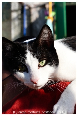 20191124-refugio-gatos-03