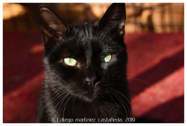 20191124-refugio-gatos-04