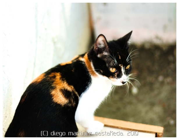 20191124-refugio-gatos-05