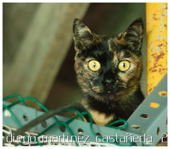 20191124-refugio-gatos-06