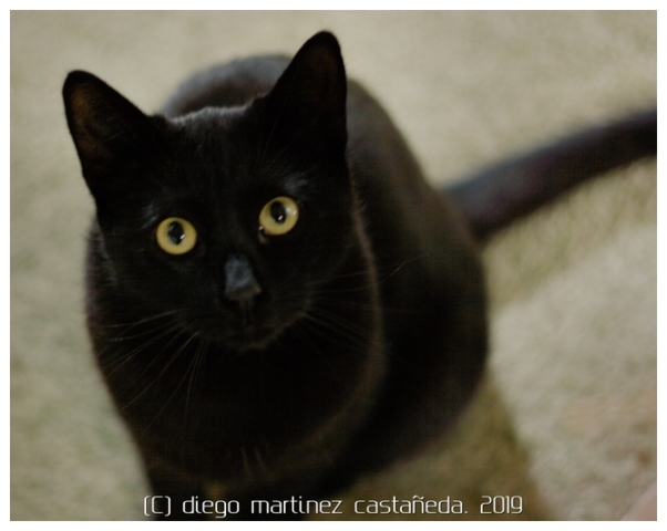 20191124-refugio-gatos-07