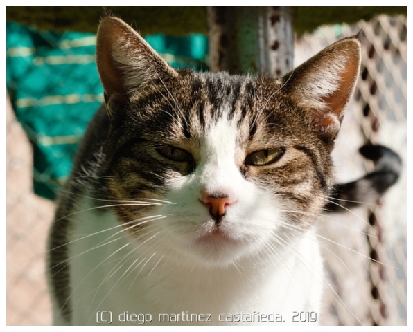 20191124-refugio-gatos-08