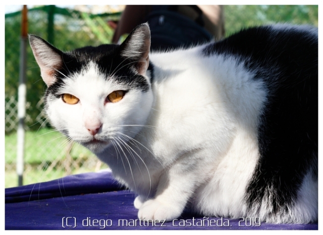 20191124-refugio-gatos-09