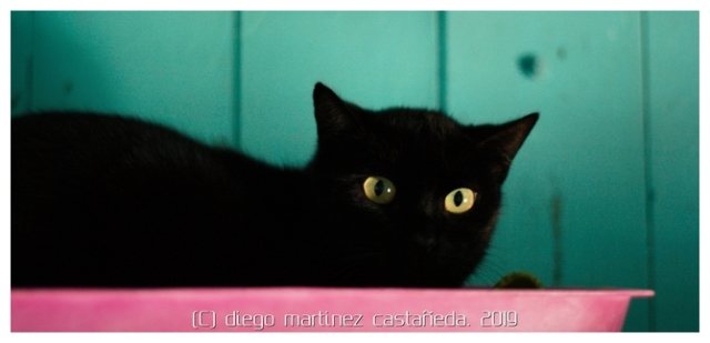 20191124-refugio-gatos-10