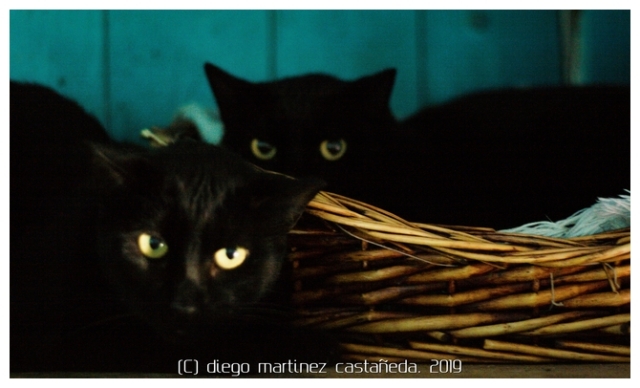 20191124-refugio-gatos-11