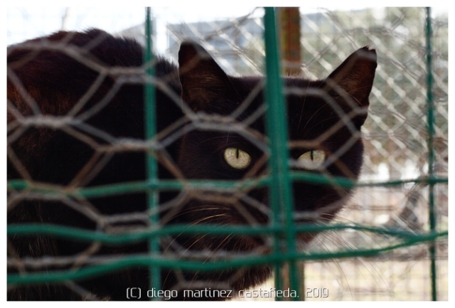 20191124-refugio-gatos-12