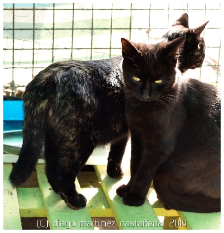 20191124-refugio-gatos-14