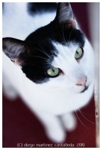 20191124-refugio-gatos-16