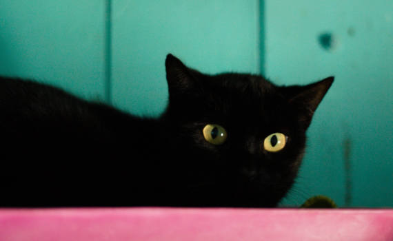gatito